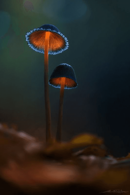 Prunelle Lumineuse